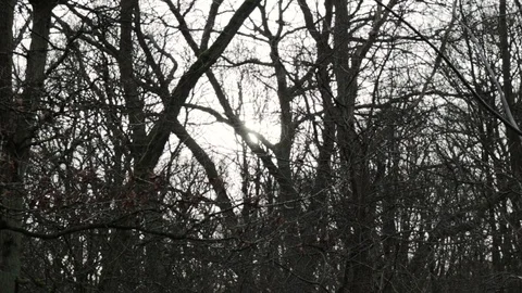 Sunlight Through The Trees On A Windy Day Video stock 102634906