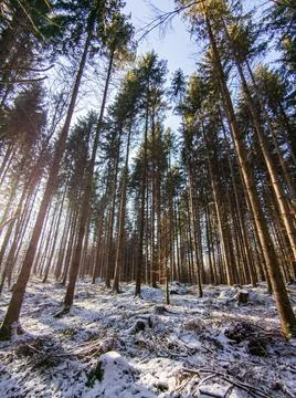 Sunlight through trees in winter Stock Photos