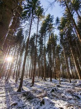 Sunlight through trees in winter Stock Photos