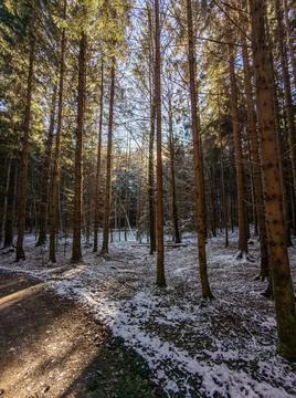 Sunlight through trees in winter with snow Stock Photos