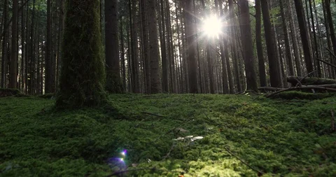 Sunlight through trees in woods Vídeos de archivo 95778888