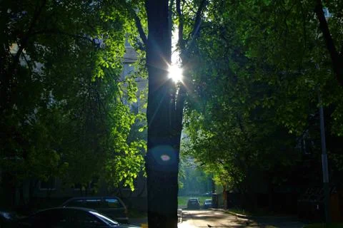 Sunlight through the trees in the yard of a house Stock Photos