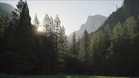 Sunlight through trees in Yosemite Stock Footage 219955052