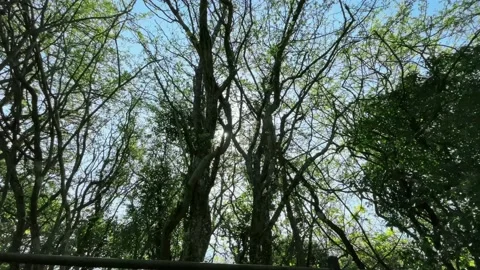 Sunlight through the Treetops Stock Footage 153469727