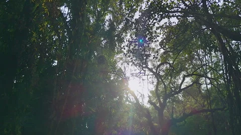 Sunlight Through Tropical Forest Trees Cinematic Nature Background Stock Footage 335142455