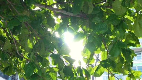 Sunlight Through Tropical Tree Leaves in Brazil Stock Footage 329077430