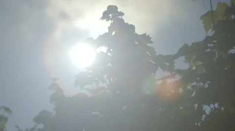 Sunlight Through Vine Leafs - Pan (Canon Log) Stockbeeldmateriaal 54467316