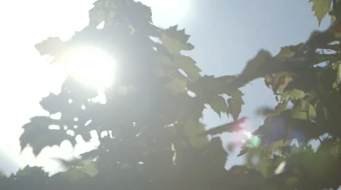 Sunlight Through Vine Leaves - Pan (Canon Log) Видео 54466351