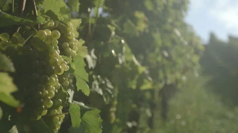 Sunlight Through Vineyard With Grapes- Pan (Canon Log) Stockbeeldmateriaal 54466637