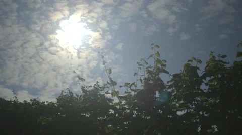Sunlight Through Vineyard - Pan (Canon Log) Stock Footage 54467434