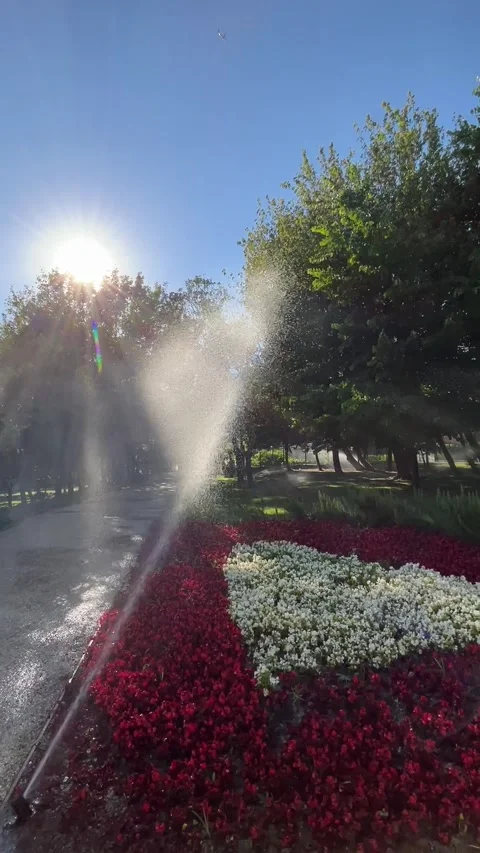 Sunlight Through Water Sprinkler Over Flower Bed – Vertical Video Stock Footage 311870704