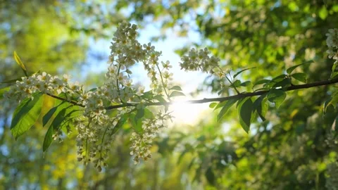 Sunlight through white bird cherry blossoms in spring Stock-Footage 341328440