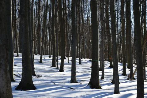 Sunlight Through Winter Forest With Long Shadows on Snow Stock Photos