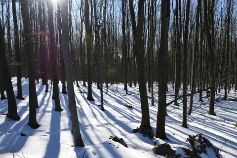 Sunlight Through Winter Forest With Long Shadows on Snow Stock Photos
