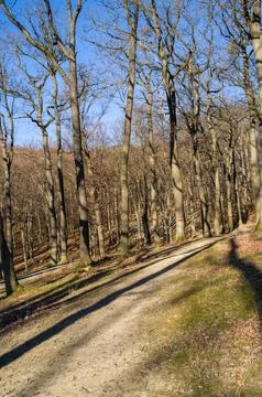 Sunlight Through the Winter Trees Stock Photos