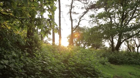 Sunlight through the woods Stock Footage 92393441