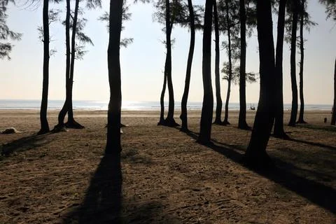 Sunlight through the woods. Stock Photos