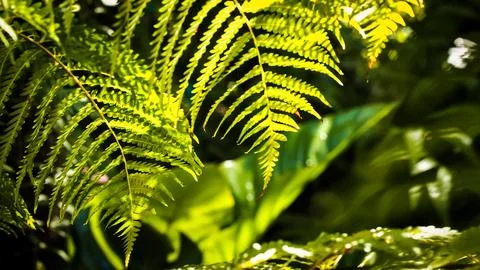 Sunlight throughFern Green leaves pattern background, Natural background an.. Foto stock
