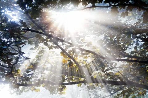 Sunlight throught treetop Stock Photos