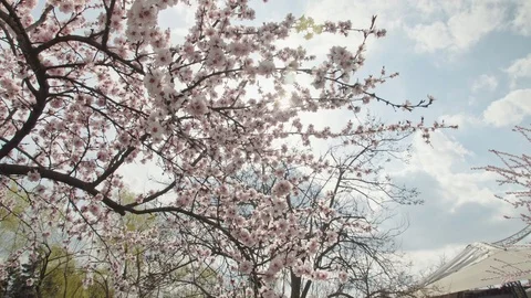 Sunlight thru blooms Stock Footage 105678407