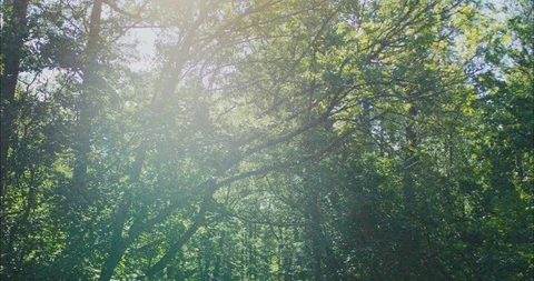 Sunlight thru forest 스톡 동영상 108569564