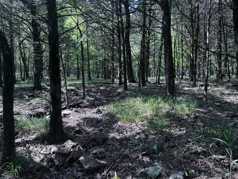 Sunlight thru the Pines Stock Photos