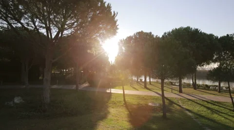 Sunlight thru the trees in the park Stock Footage 53388228