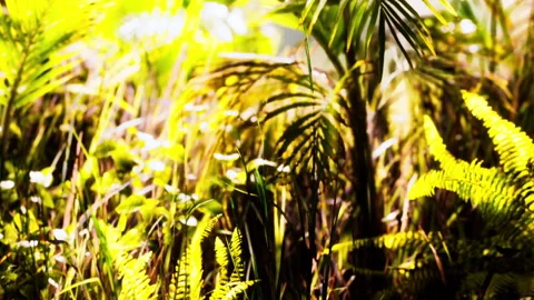 Sunlight touching green ferns and flowers in a forest during daytime Stock Footage 341788264