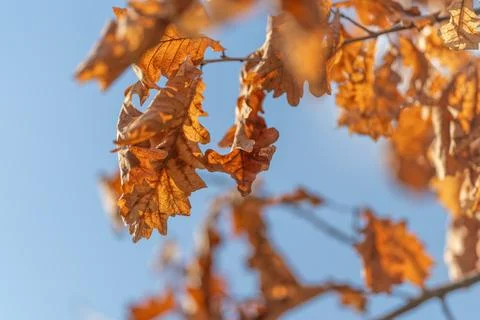 Sunlight translucent oak veins glowing through dry leaves, macro detail of cellu Stock Photos