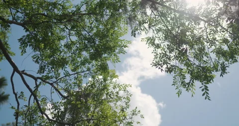 Sunlight Tree Branches Stock Footage 182633481