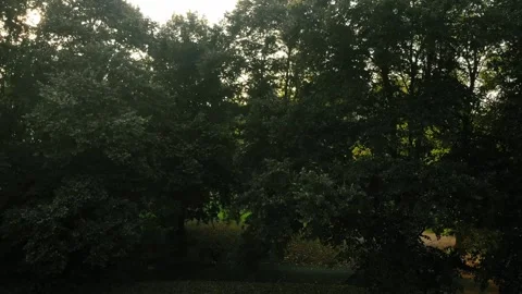 Sunlight in tree branches at sunset Stock Footage 284148307