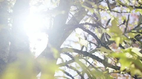 Sunlight tree Stock Footage 154387297