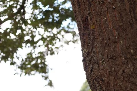 Sunlight From The Tree Frame Stock Photos