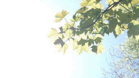 Sunlight On Tree Leaf Stock Footage 91185173