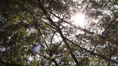 Sunlight with tree nature background Stock Footage 170756642