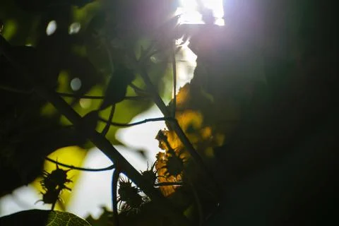 Sunlight in tree Foto stock