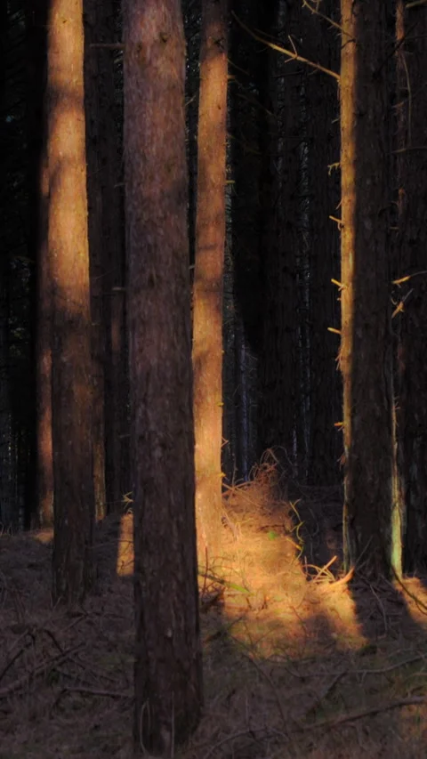 Sunlight tree shadows in a dark forest, SEAMLESS LOOP, TIMELAPSE, VERTICAL. Stock Footage 327345285