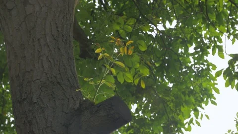 Sunlight Tree Sprout Stock Footage 113058416