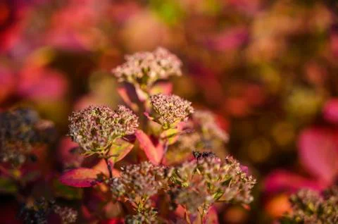 Sunlight on a tree top red flower during the autumn with isolated blur backgr Stock Photos