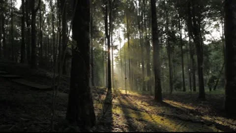 Sunlight trees 2 Stock Footage 8861476