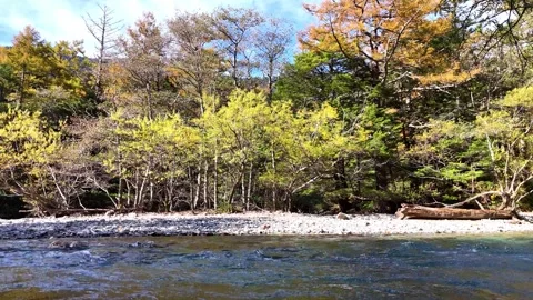Sunlight on Trees | Azusa River | Kamikochi Autumn - 4K Video Stock Footage 329052533