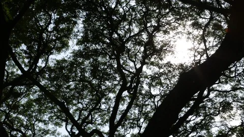 Sunlight In The Trees Stock Footage 104826369