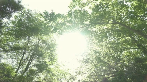 Sunlight of the trees in a forest (moviment), Catalonia, Spain, HD Stock Footage 155113249