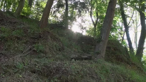 Sunlight trees forest nature grass afternoon Stock Footage 319842407