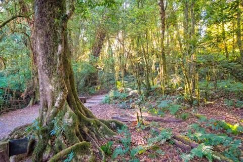 Sunlight with trees in forest Stock Photos