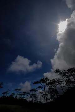 Sunlight on trees in the forest Stock Photos