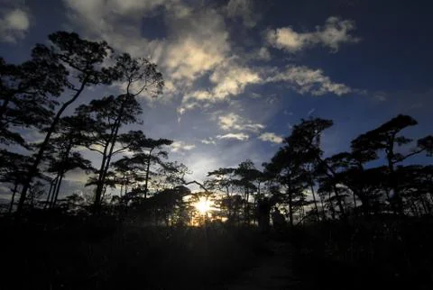 Sunlight on trees in the forest Stock Photos