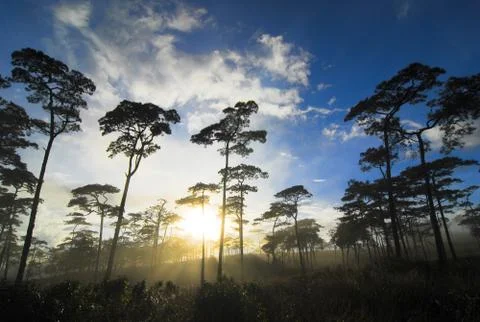 Sunlight on trees in the forest Stock Photos