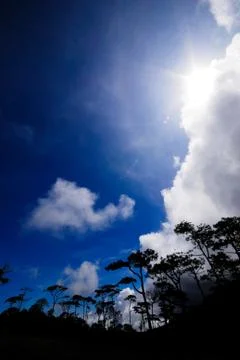 Sunlight on trees in the forest Stock Photos
