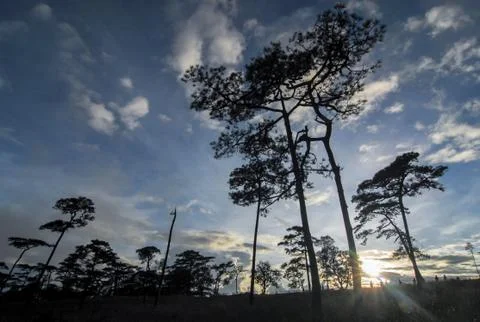 Sunlight on trees in the forest Stock Photos